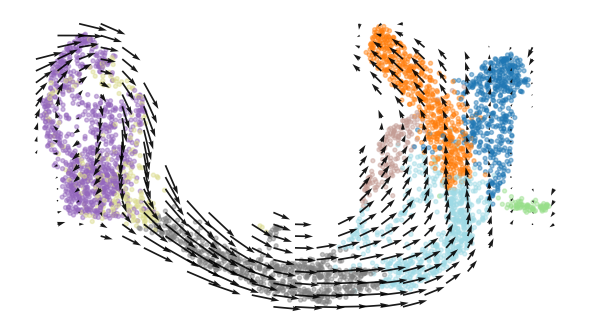 FlowMap velocity grid for pancreas UMAP