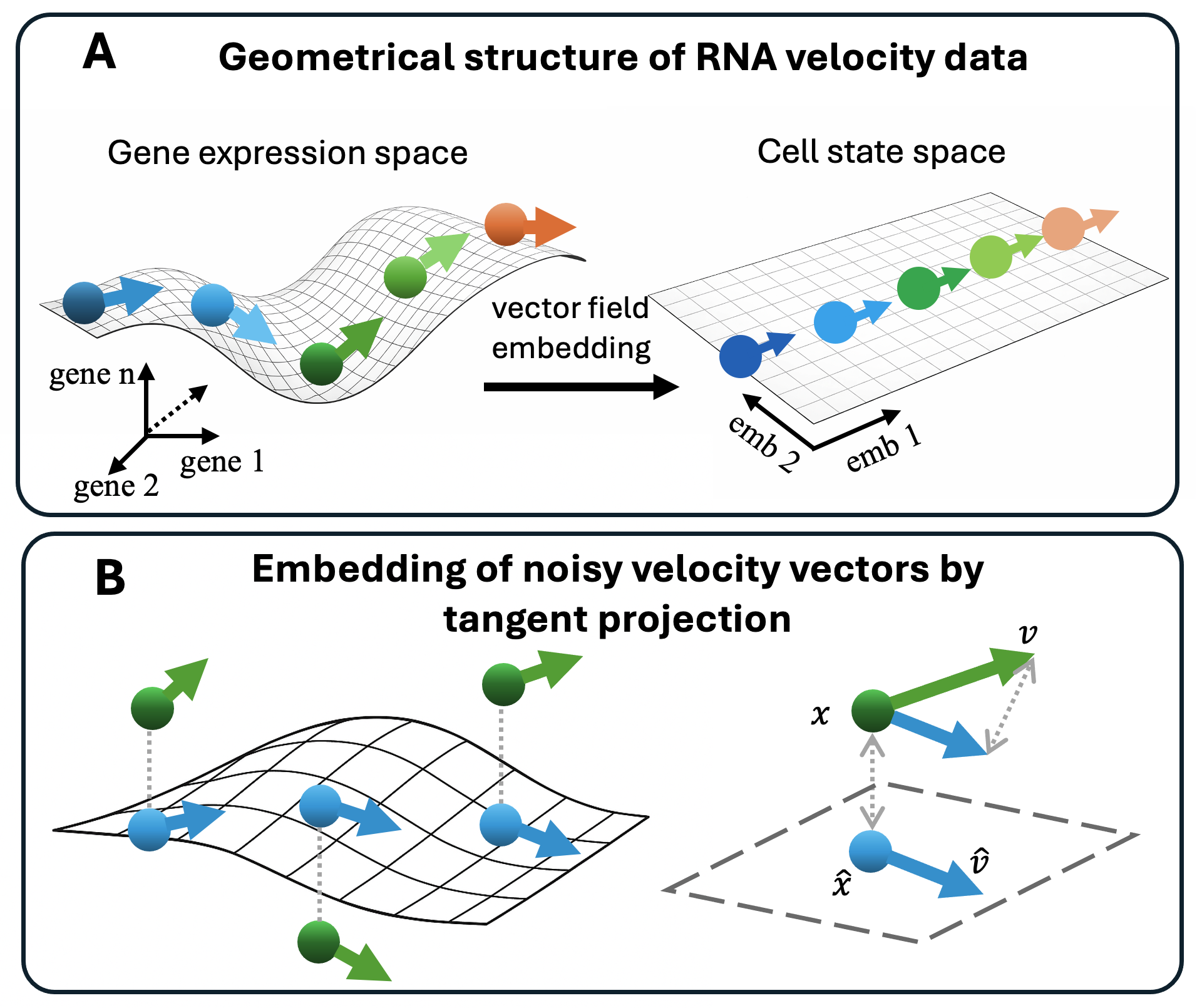 Relationship between gene expression space and cell state space